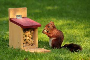 collecting_nuts
