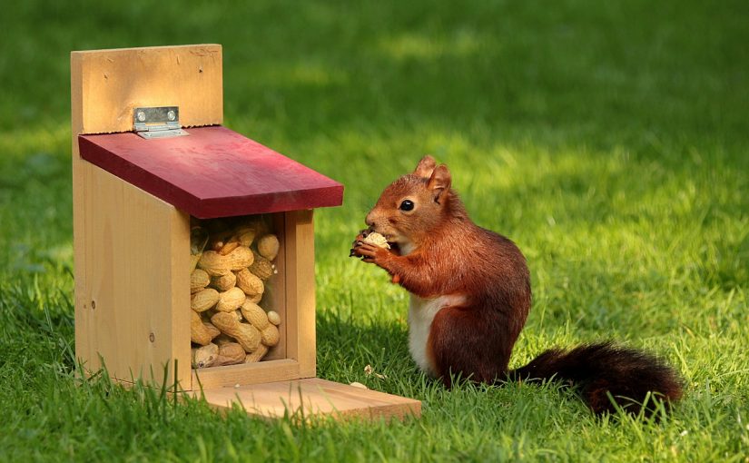 collecting_nuts